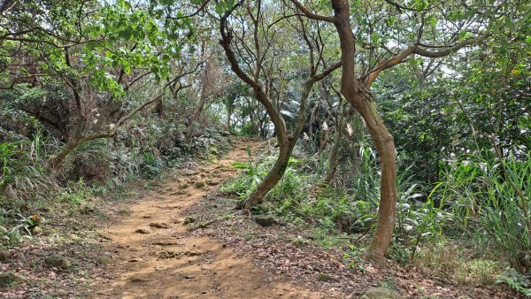 桃園龜山褔源山步道2443787