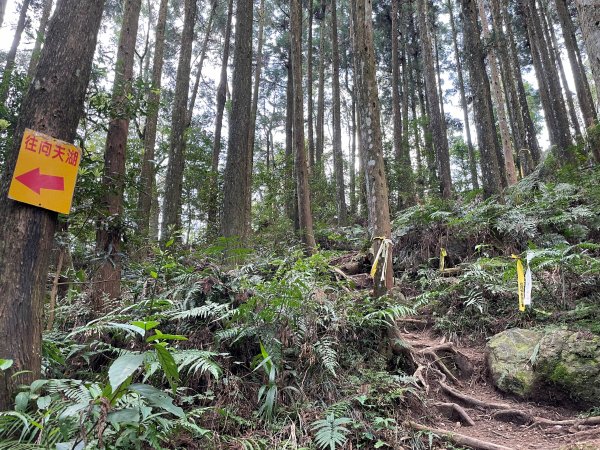 原始密林-向天湖山與光天高山11103151643753