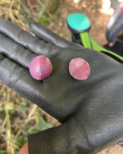 賞梅快閃🌳南投雲嘉彰化小百岳-百大步道2979855