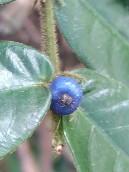 唐麻丹山 蝴蝶谷2918894