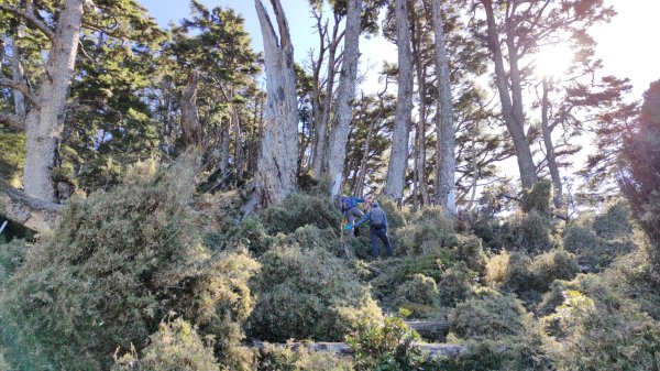 東埔上郡大山下對關山龍貓公車 2024年12月1日2659487