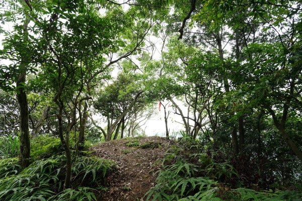 臺北 文山 指南山、猴山岳、魚衡山、大前坑山、猴山坑山、祥光寺後山、金頭山2775003
