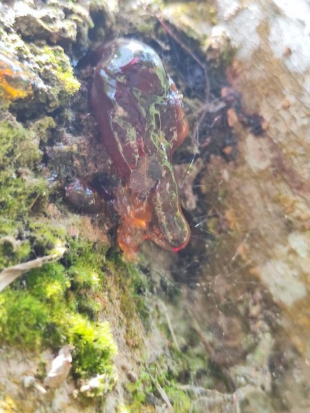 福源山步道-鶯歌大榕樹平台2847760