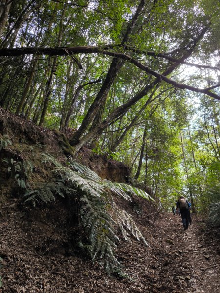 2026-01-18 埔里關刀山2989581