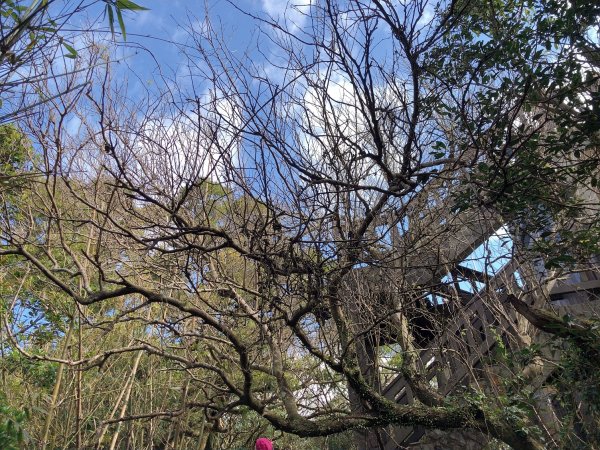 ~ 中 正 山 步 道 ~2782716