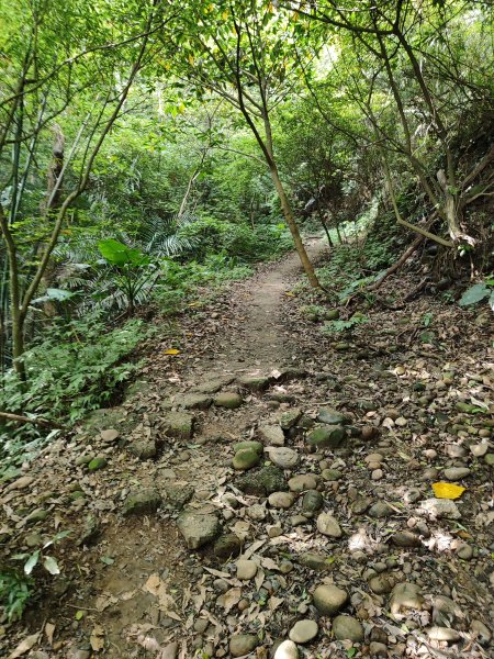飛鳳山、觀日坪古道2777890