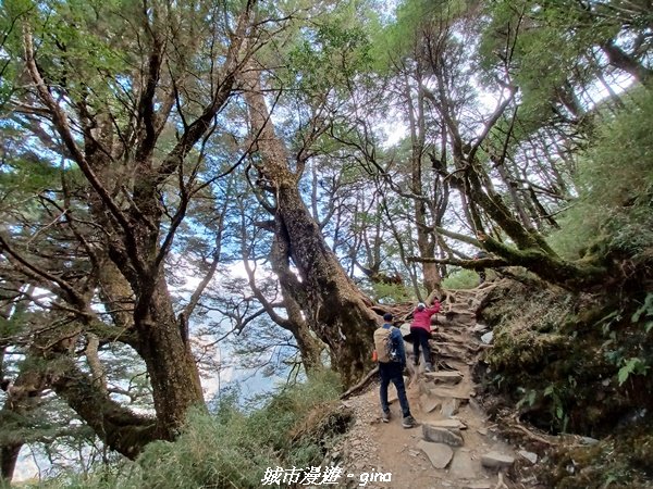 【高雄桃源】朝聖壯闊山景之南橫三星。 編號72百岳~塔關山登山步道2096666