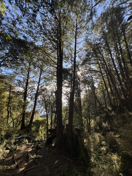 20251225塔山步道(大塔山)2970362