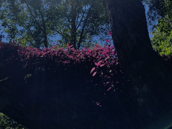 20251018台中八仙山2921431