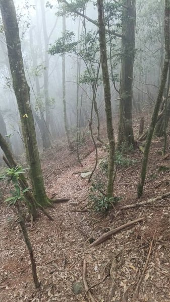 20251010 大雪山國家森林遊樂區 - 船型山林道 登 烏石坑山2911158