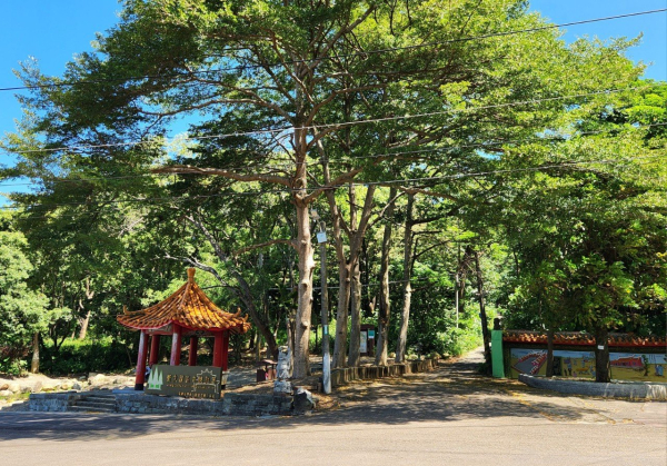 桃園鄭大模植物園環山步道，社子溪環河步道（櫻花步道）