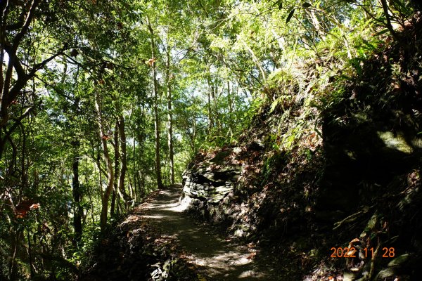 新竹 尖石 司馬庫斯-巨木群步道1932847