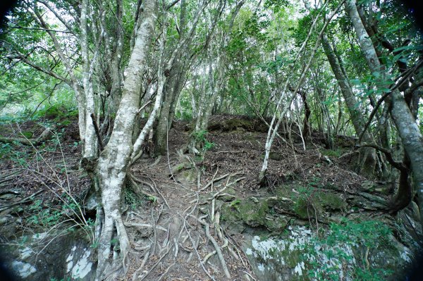 新竹 五峰 西高橋山、霞喀羅大山2959315