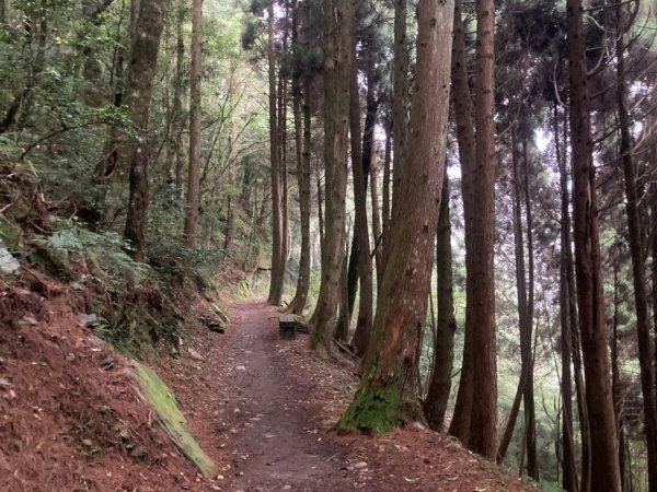 檜山巨木群森林步道2316161