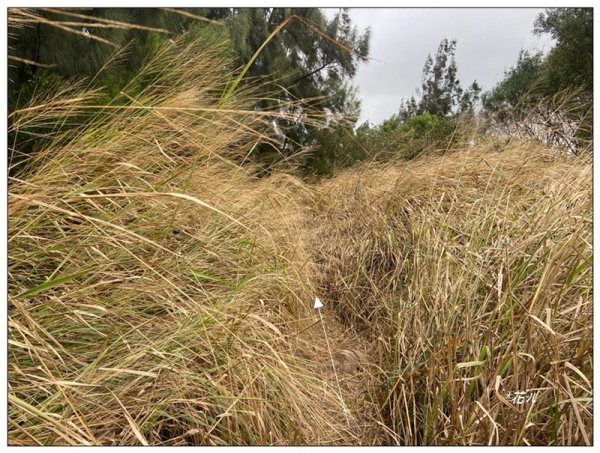 三媽縱走 ( 半天寮山、好望角、白沙屯山 連走 )2973287