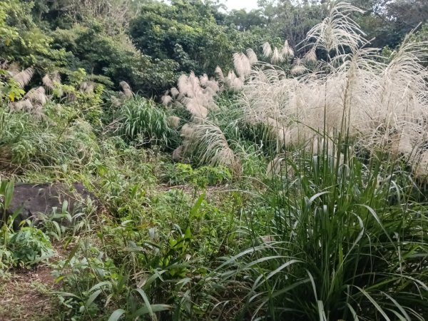 北投區大屯山西南南峰+西南峰+大屯山西峰+太子碑+清天宮步道O型2957142