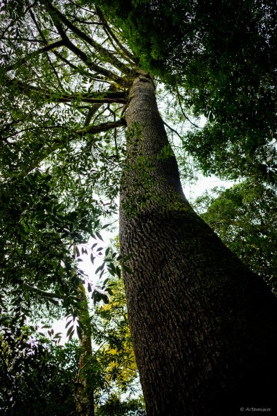 [冬訪大霸聖山岳參行]-大鹿林道東線榆金楓紅與九九山莊精選輯2974699
