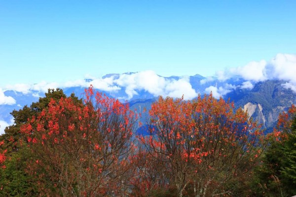 阿里山紅葉238481