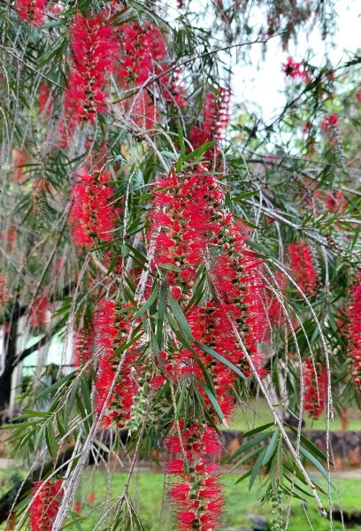 新北萬里丁火朽山、八斗山連走2768645