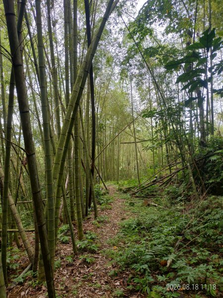 [新竹北埔]重回千段崎古道-5(試走...千段崎古道+姜家大院+四兄弟樹+焿寮坪山)