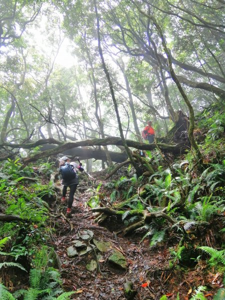 飆汗換挑戰。(高島縱走) 高台山x島田山743966