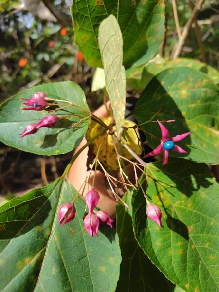 恆春大縱走連走白沙彌山出呆風草原2991454