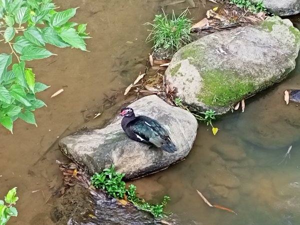 【臺北大縱走 4+5】2-1《仲春嬉遊大溝溪溪畔步道→圓覺寺步道→圓覺瀑布→碧山巖→忠勇山→劍南路》1644768