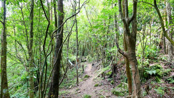 雙溪三柑Ｏ走2839887