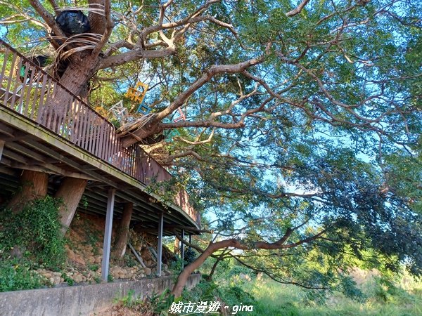 【苗栗銅鑼】健行賞花兩相宜。 銅鑼雙峰山x2023杭菊花季2355287