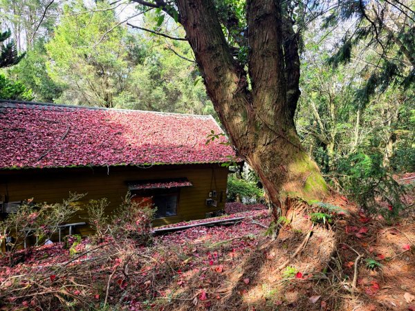大雪山國家森林遊樂區賞楓／看神木／賞雪白山頭／賞大景2974307