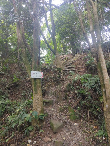 2026.01.25－微笑山線：【天上山系】烘爐地土地公段2994605