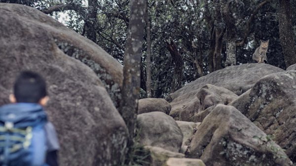 氣勢而親近的入門級攀岩步道-內湖剪刀石(金面山)1512069