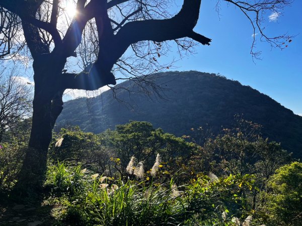 幸福五感森林癒2694323