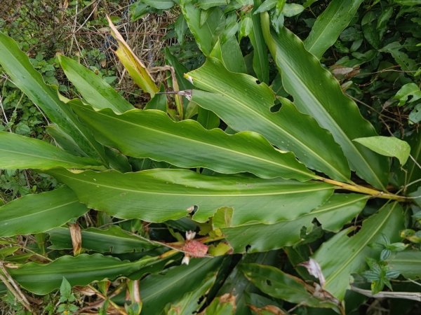 梅山鄉撿山頭2449389