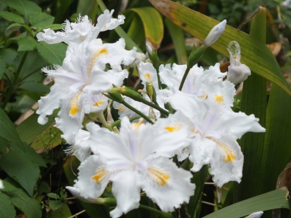 古道水圳賞櫻花2733440