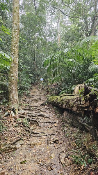 【撤退是智慧而非勇氣】17訪魔王小百岳-尾寮山。2995110