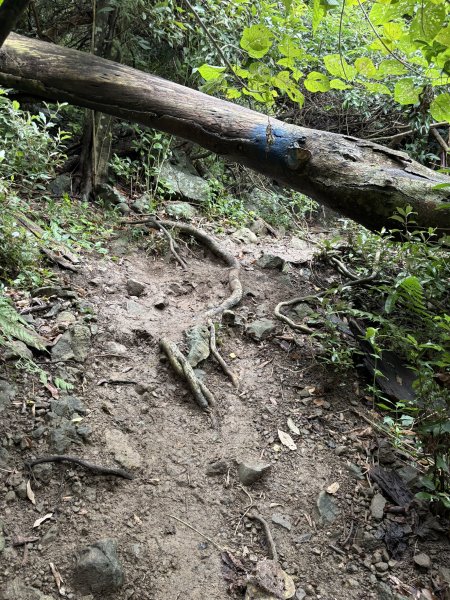 20251129大山母山步道2951888