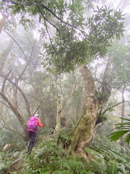 霧雨濛濛南橫玉穗山行 2021181233432