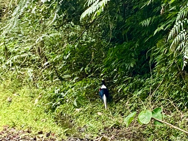 坐公車接駁的神仙縱走2707467