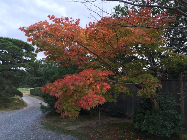 修學院離宮23570