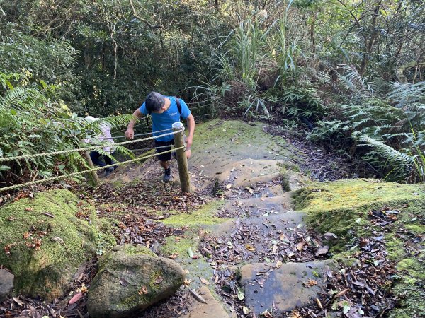 2025微笑山線大縱走尋寶集章任務-Ep.04【天上山系】望月亭桐花段｜石門內尖山東峰 ×石門內尖山2979101