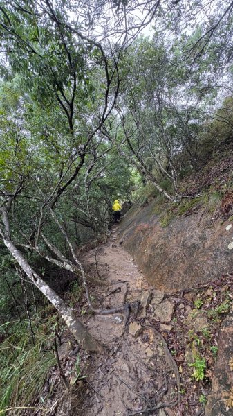 迎新（2026元旦2975581