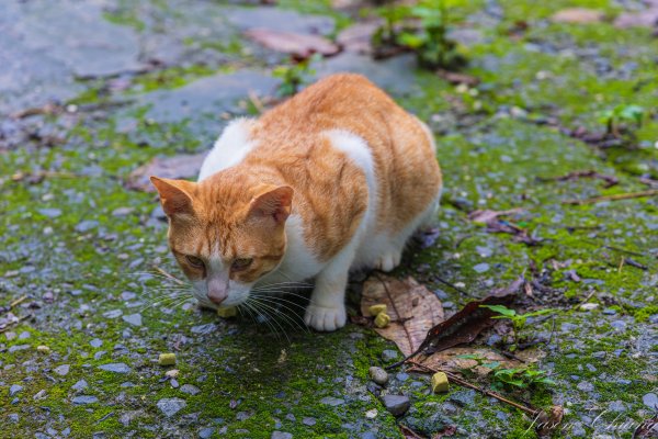 [屏東]笠頂山2847884