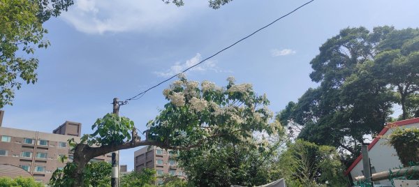 羊稠森林步道2776978