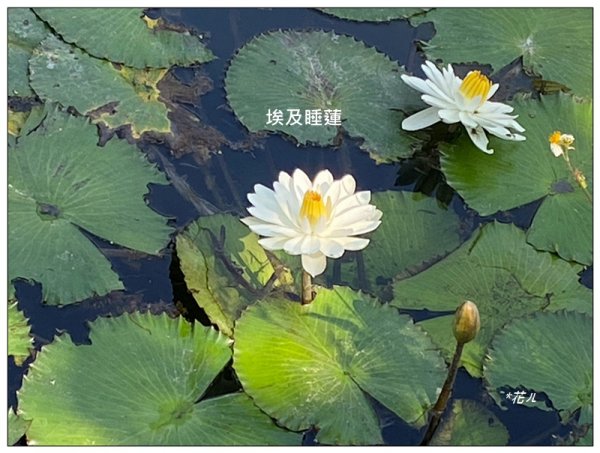 台中公園基石 (砲台山三角原點)2992171