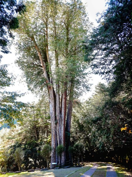 大雪山神木步道2962652