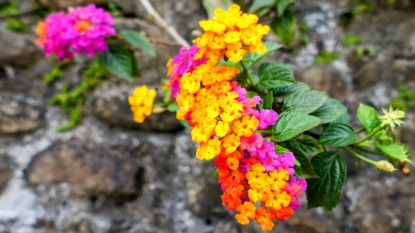 《蝶戀花・賞墨染櫻》2716443