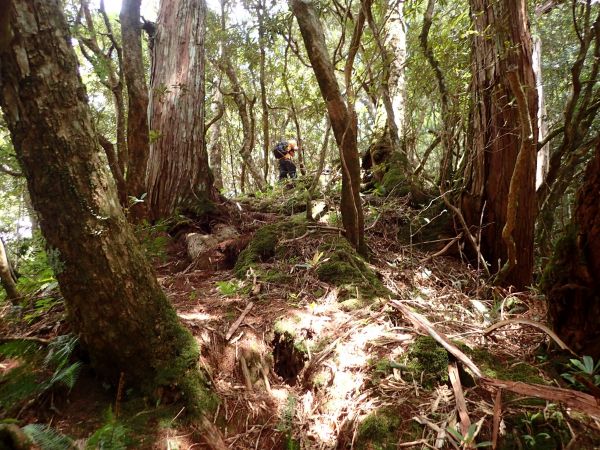 桃園復興區 低陸山 (鐵立庫山)157479