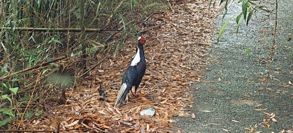 2025/05/11-丸田砲台遺址步道2784544