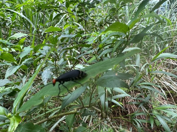 苗栗縣獅潭鄉鳴凰古道O型縱走2803641